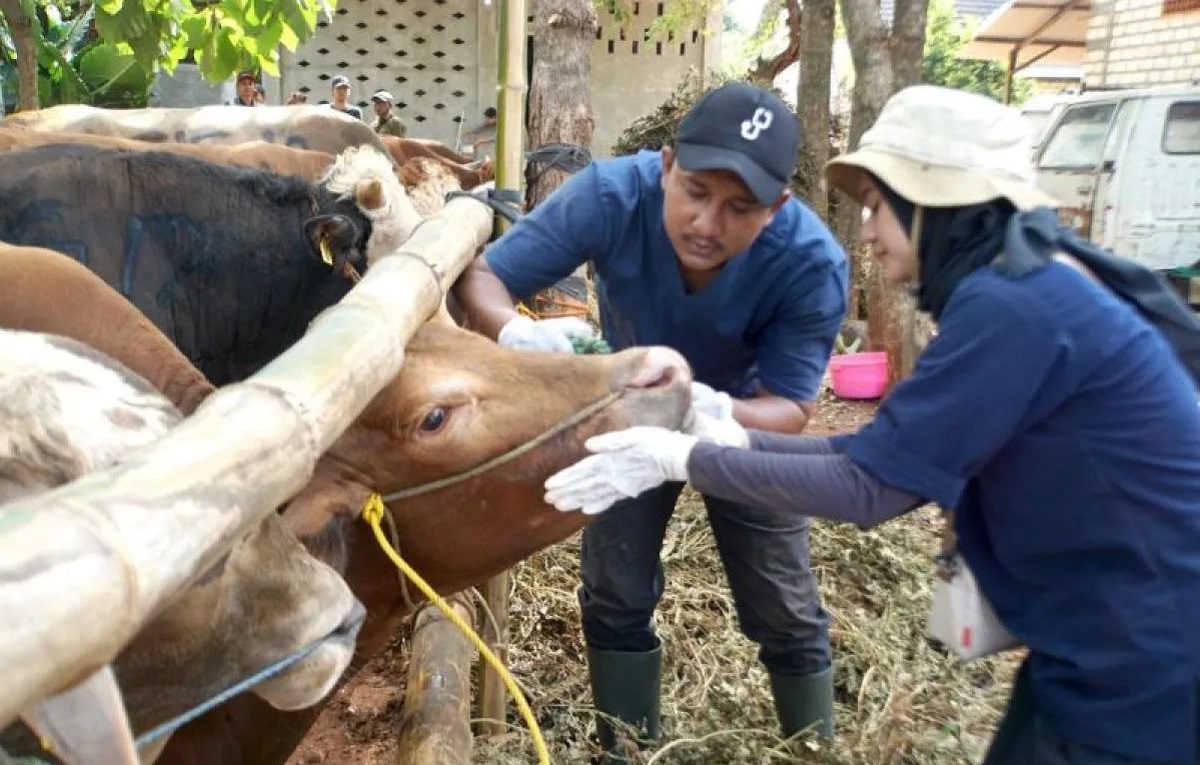 Dharma Jaya Berencana Impor 7.500 Ekor Sapi Hidup untuk Jaga Pasokan ...