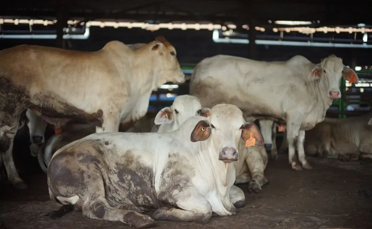 Dharma Jaya Sediakan 900 Ekor Sapi Sambut Iduladha 1447 Hijriah ...